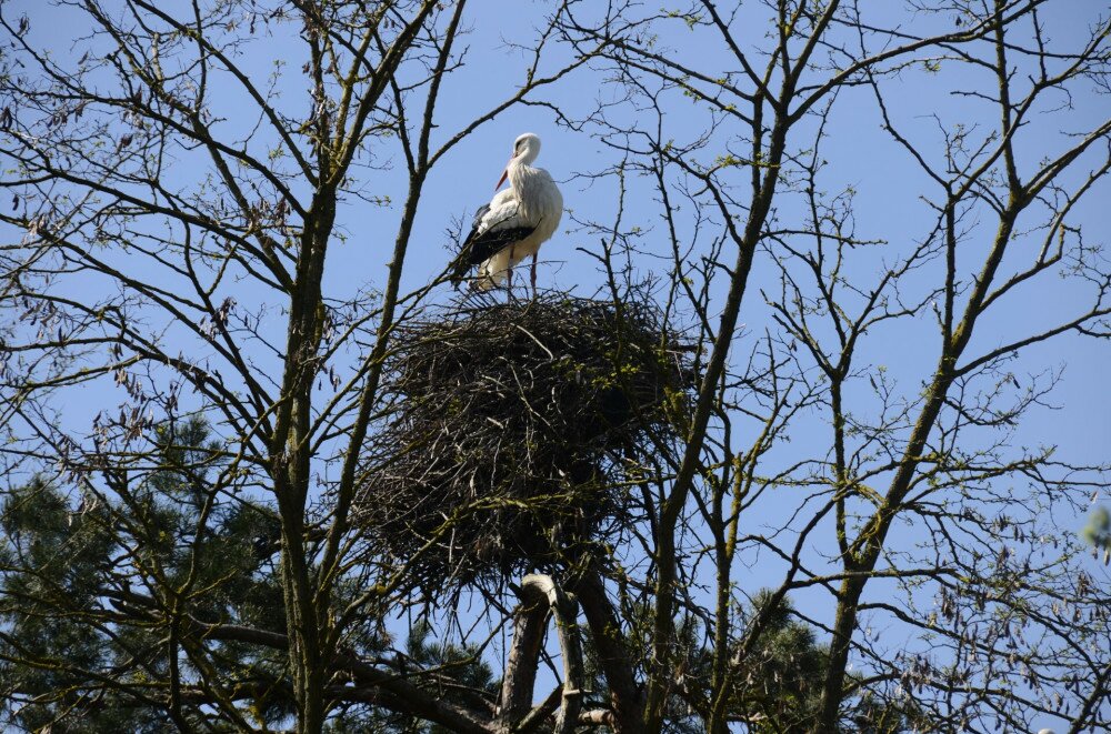 stork on its nest in a tree