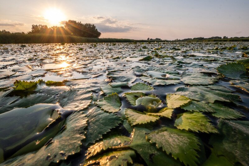 Sulyommező a Tisza-tavon