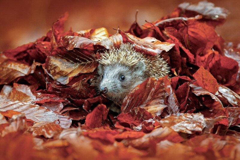 Sün lehullott levelek közt