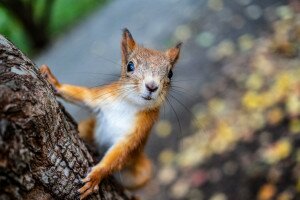 Szabadon engedték a „máltai” mókusokat