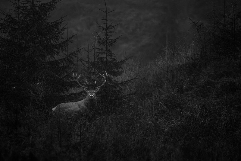 Szarvasbika Erdélyben