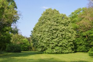 Szarvasi Arborétum, zöld oázis kék pávákkal