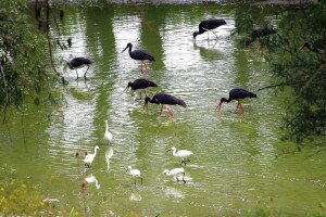 Százötven fekete gólya időzött a Hármas-Körösnél