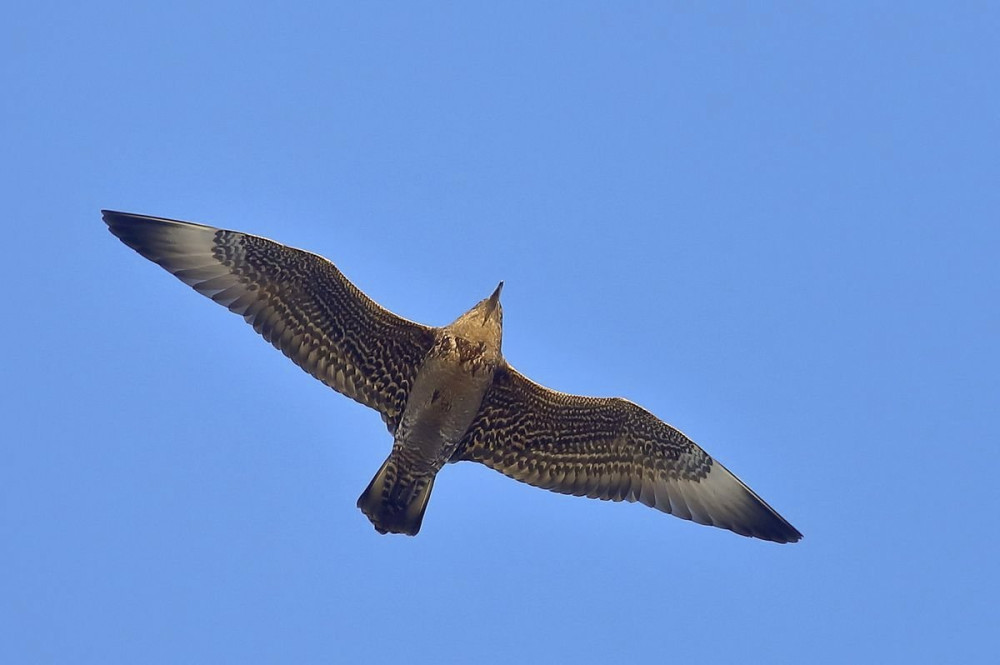 szelesfarku-halfarkas-mme Nemeth Ferenc birding.hu