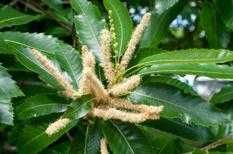 Szelídgesztenye virága és levele