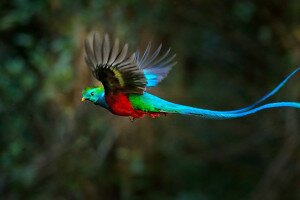 Szemet gyönyörködtetőek Guatemala legszínesebb madarai