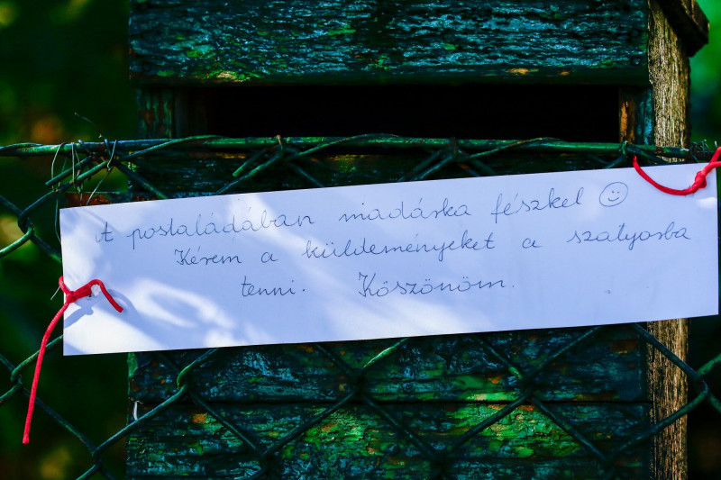 szencinege_koltes_postaladaban_Budapest-Rakoshegy_Damjanich_u_58_20160525_Orban_Zoltan_0005