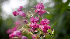 Szépséges betolakodók