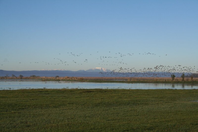 sziki_oszirozsa_FHNPI