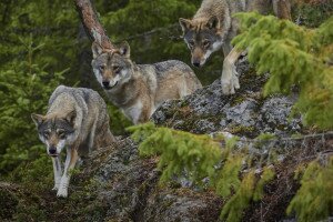 Szimatoló farkasokat, ijedt borzot és cuki nyusztokat kapott el a kameracsapda