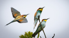 Színpompás gyurgyalagok lepték el az eget