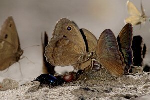 Színpompás lepkék és pillangók kavalkádja – Videó