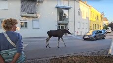 Szokatlan vándorútra indult egy jávorszarvas, és közben igazi sztár lett