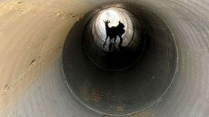 Szökött kecskék randalíroztak az M2-esen