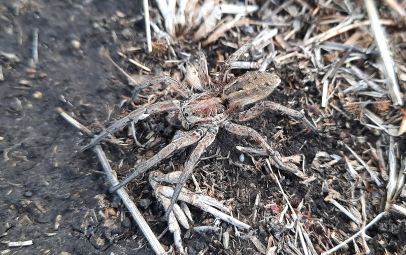 szongariai-cselopok-pi