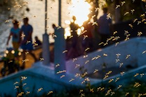 Szúnyogok és kullancsok - Várható-e új járványok kialakulása?