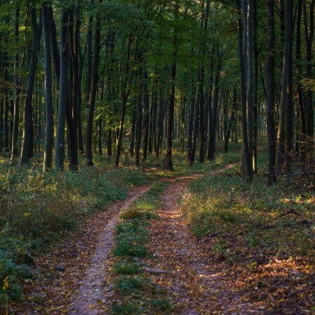 Szuper erdei ösvények tavaszi kiránduláshoz – Hétvégi programajánló