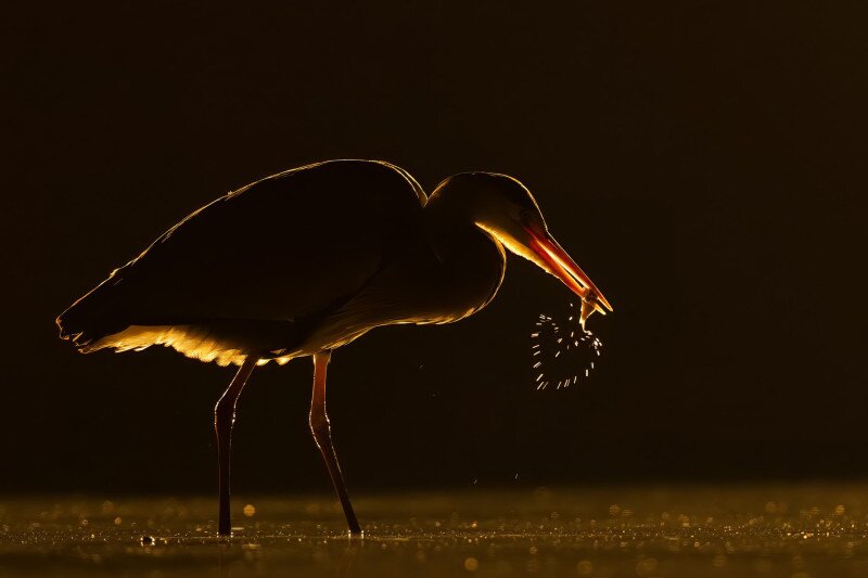 Szürke gém zsákmánnyal
