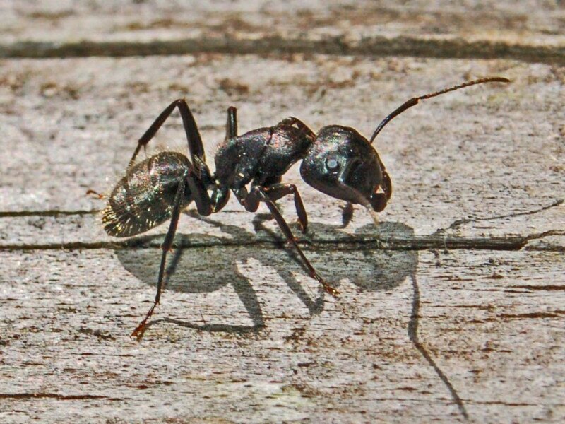 Szürke lóhangya camponotus vagus