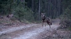 Találkozás egy sérült farkassal - Videó