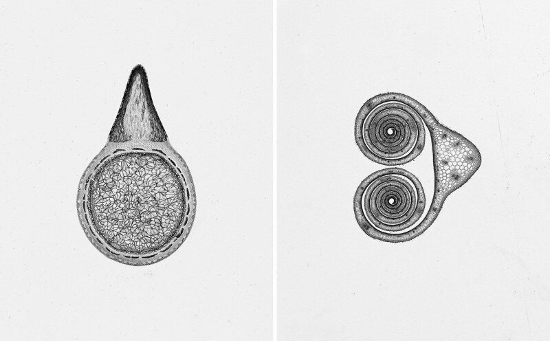 tamas_dezso_metszetek_sections
