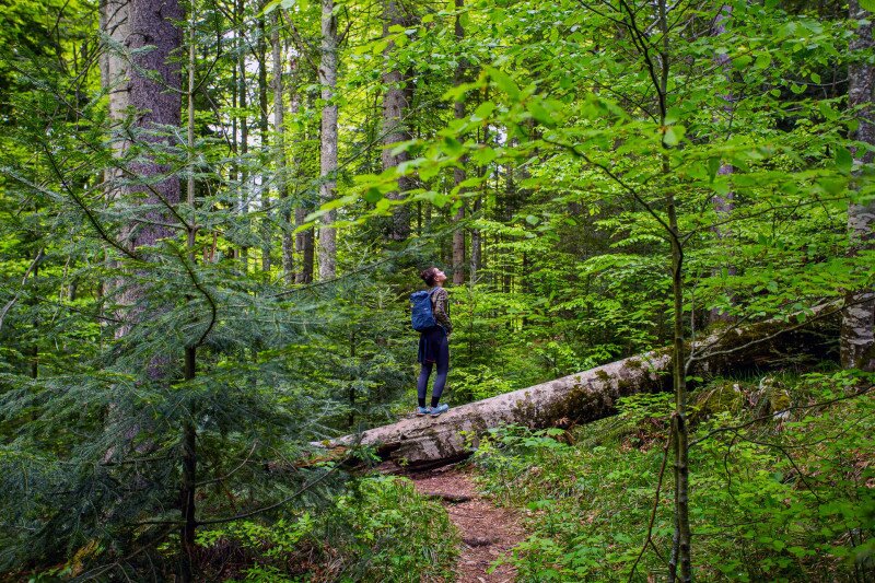Tara Nemzeti Park Szerbiában