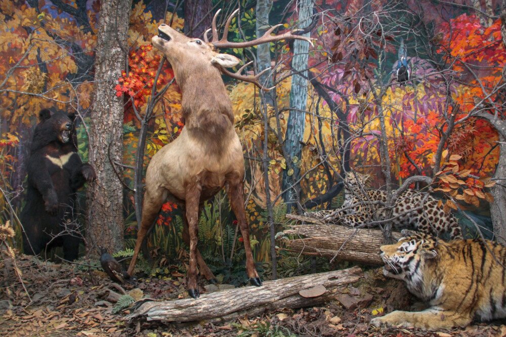 Taxidermy of tiger, leopard, deer and asian bear