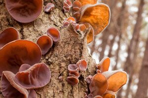 Télen is különleges gombákkal van tele az erdő 