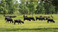 Téli szállásukra tartanak a bivalyok és a szürkemarhák