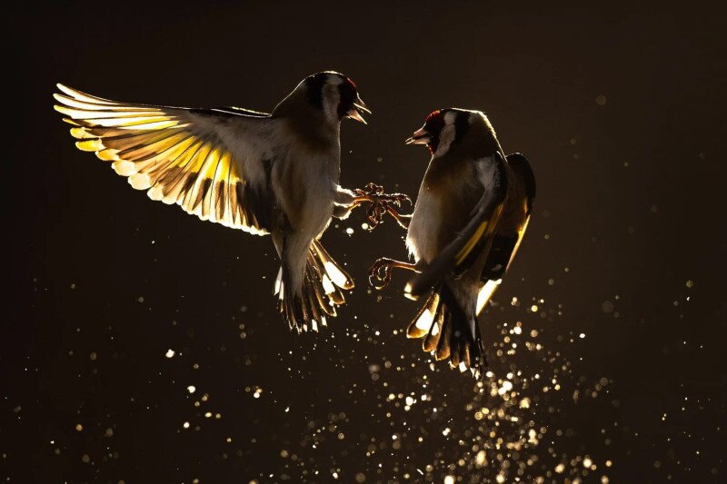 Tengelicek veszekednek