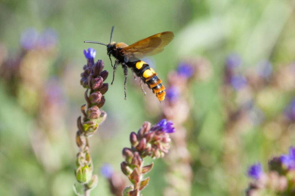 The female mammoth wasp Megascolia maculata flying to a flower