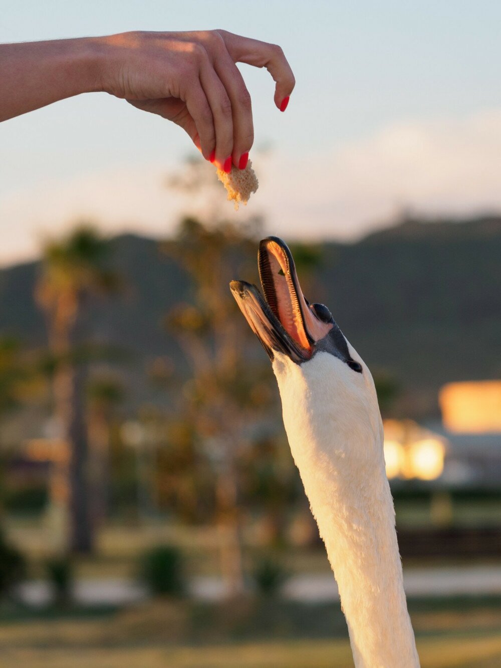 The girl feeds white swan