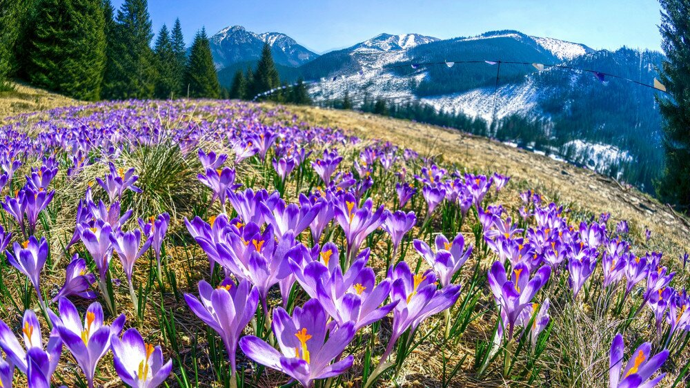 The Khokholovska Chocho..owska valley in the Tatras near Zakopane is famous for its crocus saffron flowers that bloom among the snows under the rocky alpine peaks. Tourists walk only along fenced paths for the preservation of flowers, photo tilt-shift.