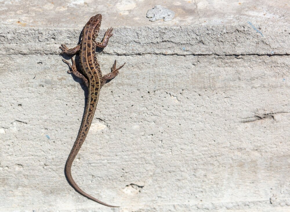 The lizard sits on a concrete wall