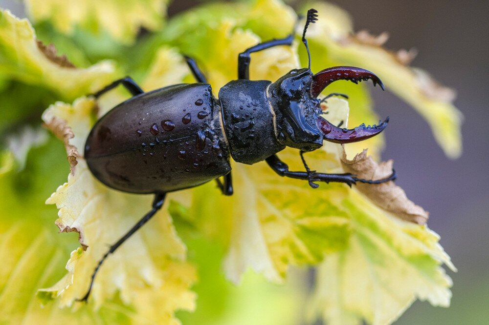 The stag beetle (Lucanus cervus)