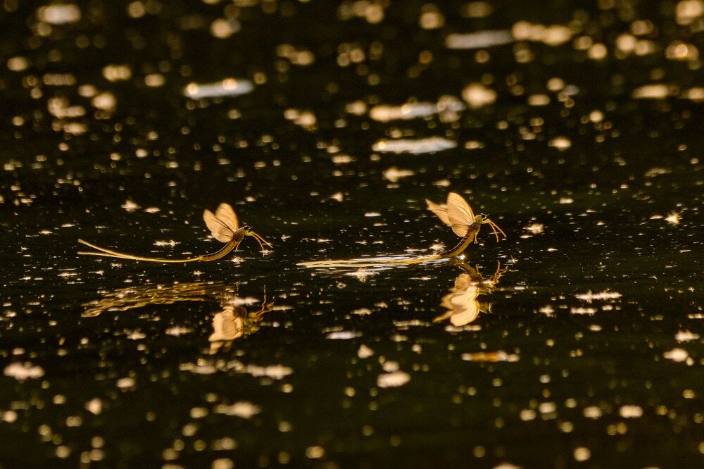 Tisza mayflies (Palingania longicauda) swarming, River Tisza, Hungary