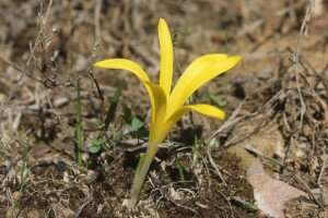 Több ezer vetővirág sárgállik a Dél-Alföldön