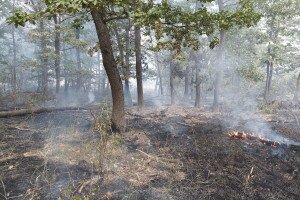 Több hektáron csaptak fel a lángok a Bükkalján