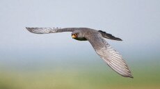 Több mint 20 000 madár döntötte meg a Kárpát-medencei rekordot