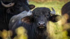 Több száz bivaly vonult át a tiszaugi hídon