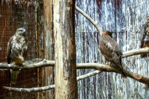 Több száz madár életét mentik meg évente a Kecskeméti Vadaskertben