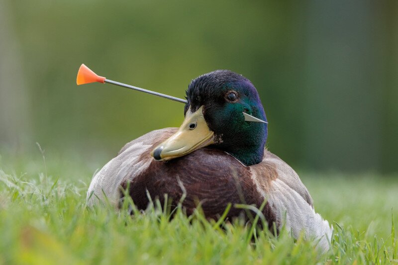 Tőkés réce nyíllal a fejében