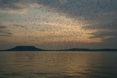 Tömeges rajzásuk zavaró, de a vízminőséget javítják