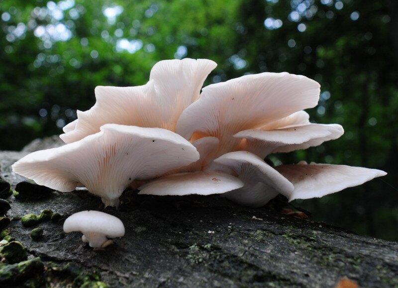 to_pulmonaire,_NL=_Bleke_oesterzwam)_white_spores_and_causes_white_rot,_at_Schaarsbergen_-_panoramio