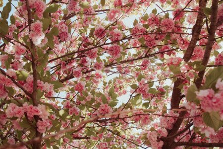 Tudjuk, mikor mész japáncseresznyefa-virágzást nézni a Füvészkertbe