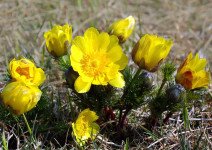 Tudod, melyik volt az első hazai védett növényfaj?