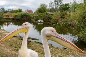Tudtad, hogy egykor nálunk is fészkeltek pelikánok?