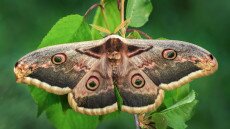 Tudtad, melyik hazánk legnagyobb lepkefaja?
