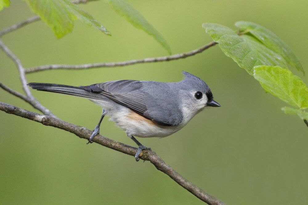 Tufted Titmouse (Baeolophus bicolor) perched in witch hazel - Grand Bend, Ontario, Canada