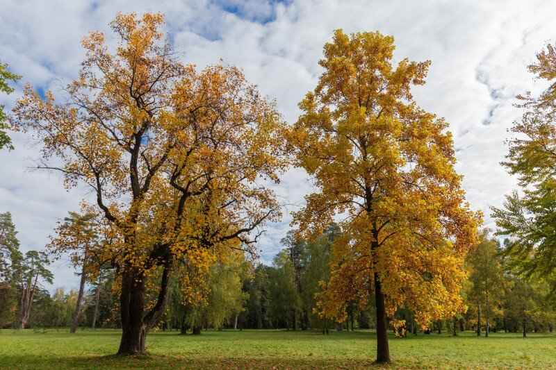 tulipánfa